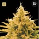 Ananas Funk · Bulk Seed Bank