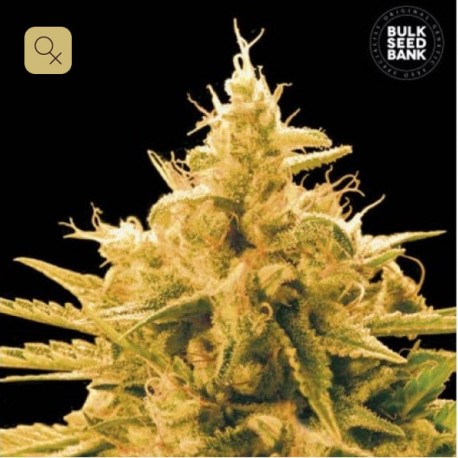 Ananas Funk · Bulk Seed Bank