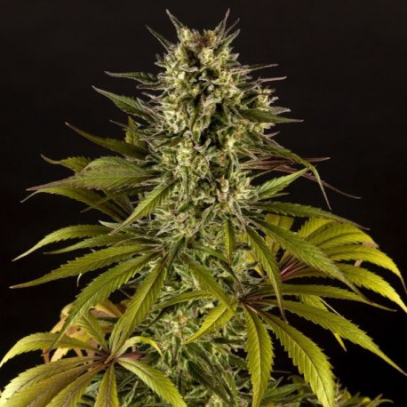 Spicy CBD / SuperJuani · Philosopher Seeds