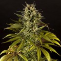 Spicy CBD / SuperJuani