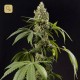 Guava Berry Kush / Guayita · Philosopher Seeds