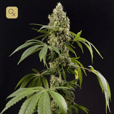 Guava Berry Kush / Guayita · Philosopher Seeds