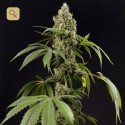 Guava Berry Kush / Guayita