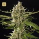 Lemon Og Candy · Philosopher Seeds