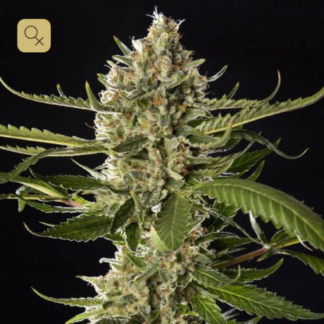 Lemon Og Candy · Philosopher Seeds