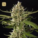 Lemon Og Candy