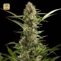 White Yoda Auto