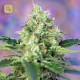 Crystal Candy · Sweet Seeds