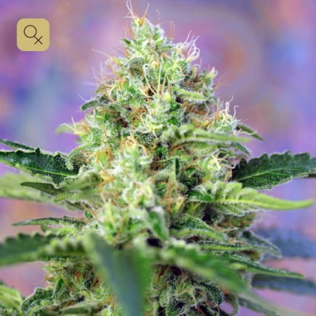 Crystal Candy · Sweet Seeds