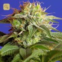 Green Poison