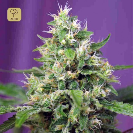 Blow Mind Auto · Sweet Seeds