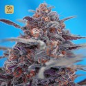 Devil Cream Auto