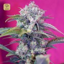 Cream Mandarine Auto