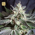 Black Jack