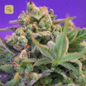 Sweet Cheese