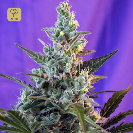 Sweet Skunk Auto · Sweet Seeds