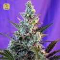 Sweet Skunk Auto