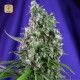Sweet Trainwreck Auto · Sweet Seeds