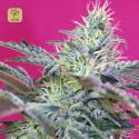 Sweet Cheese Auto