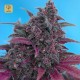 Dark Devil Auto · Sweet Seeds