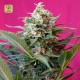 Big Devil XL Auto · Sweet Seeds