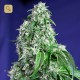 Big Devil F1 Fast Version · Sweet Seeds
