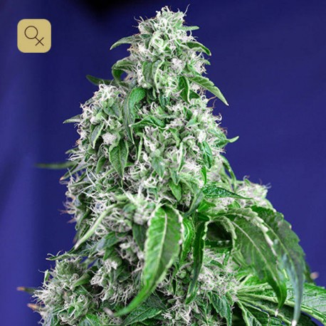 Big Devil F1 Fast Version · Sweet Seeds