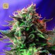 Jack 47 F1 Fast Version · Sweet Seeds