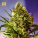 Big Devil 2 Auto · Sweet Seeds