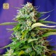 Jack 47 Auto · Sweet Seeds