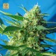 Ice Cool Auto · Sweet Seeds