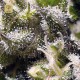 Cream Caramel Auto · Sweet Seeds