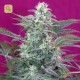 Big Foot · Sweet Seeds