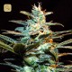 Ice Cool · Sweet Seeds