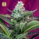 Mohan Ram Auto · Sweet Seeds