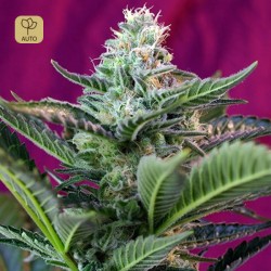 Mohan Ram Auto · Sweet Seeds