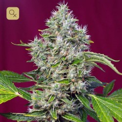 San Fernando Lemon Kush · Sweet Seeds