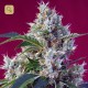Indigo Berry Kush · Sweet Seeds