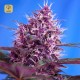 Red Poison Auto · Sweet Seeds