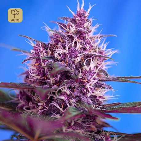 Red Poison Auto · Sweet Seeds