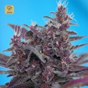 Black Cream Auto