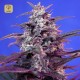 Bloody Skunk Auto · Sweet Seeds