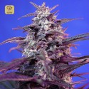Bloody Skunk Auto
