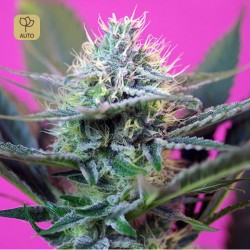+ Speed Auto · Sweet Seeds