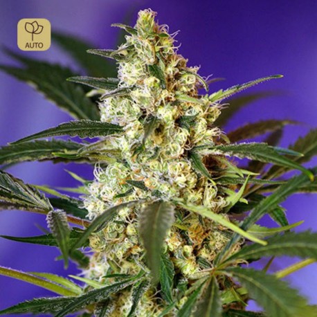 Fast Bud 2 Auto · Sweet Seeds