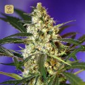 Fast Bud 2 Auto