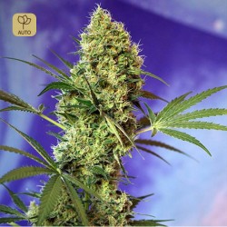 Big Devil Auto · Sweet Seeds