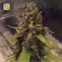 CBD 3D Regular