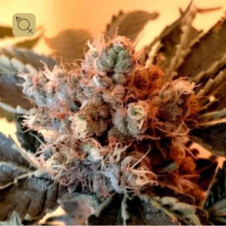 CBD Divine Regular | CBD Crew