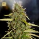 CBD PH Regular · CBD Crew